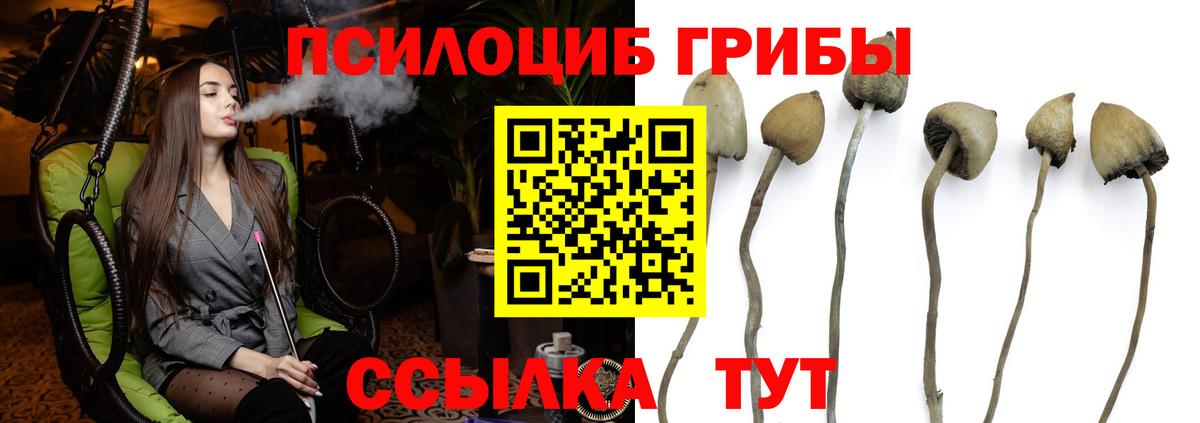 Электрогорск  что такое наркотик  Вход с VPN  Псилоцибиновые грибы GOLDEN TEACHER 